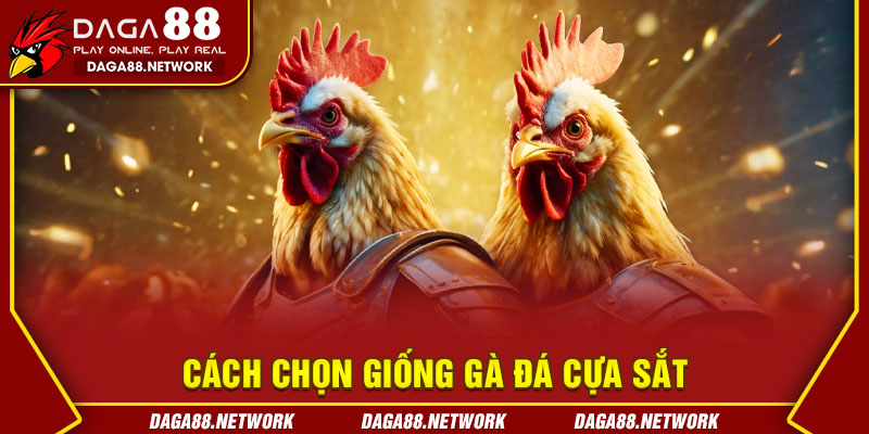 Cách Chọn Giống Gà Đá Cựa Sắt