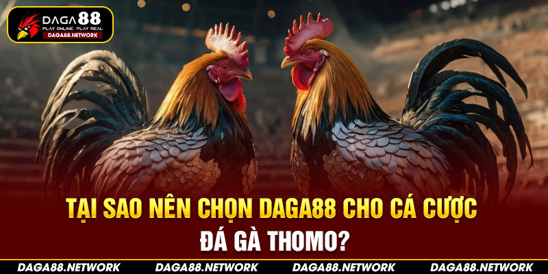 Tại sao nên chọn Daga88 cho cá cược đá gà Thomo?