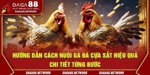 Hướng Dẫn Cách Nuôi Gà Đá Cựa Sắt Hiệu Quả - Chi Tiết Từng Bước