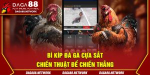 Bí Kíp Đá Gà Cựa Sắt – Chiến Thuật Để Chiến Thắng