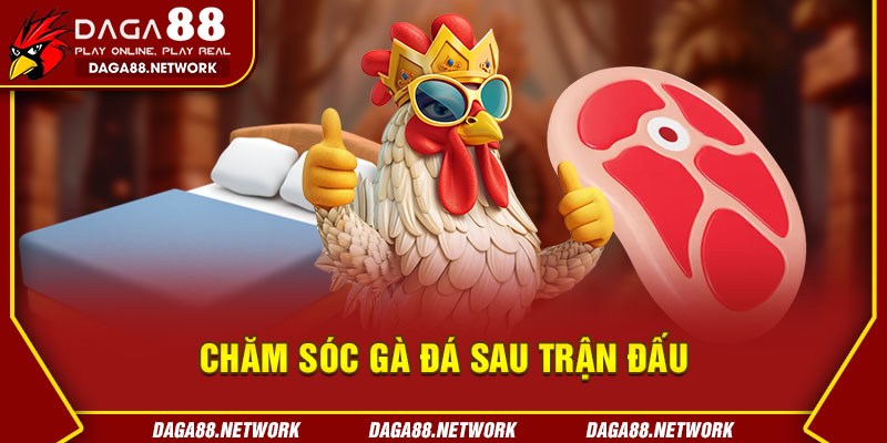 Chăm Sóc Gà Đá Sau Trận Đấu