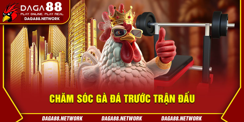 Chăm Sóc Gà Đá Trước Trận Đấu