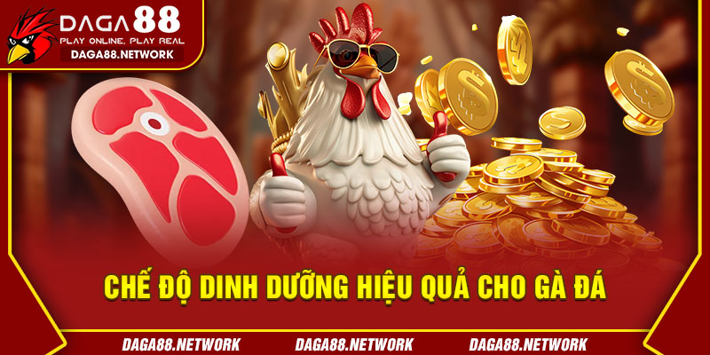 Chế Độ Dinh Dưỡng Hiệu Quả Cho Gà Đá