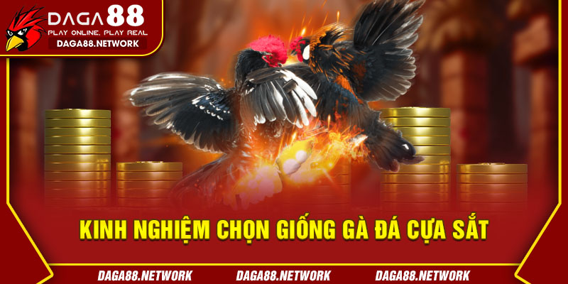 Kinh Nghiệm Chọn Giống Gà Đá Cựa Sắt