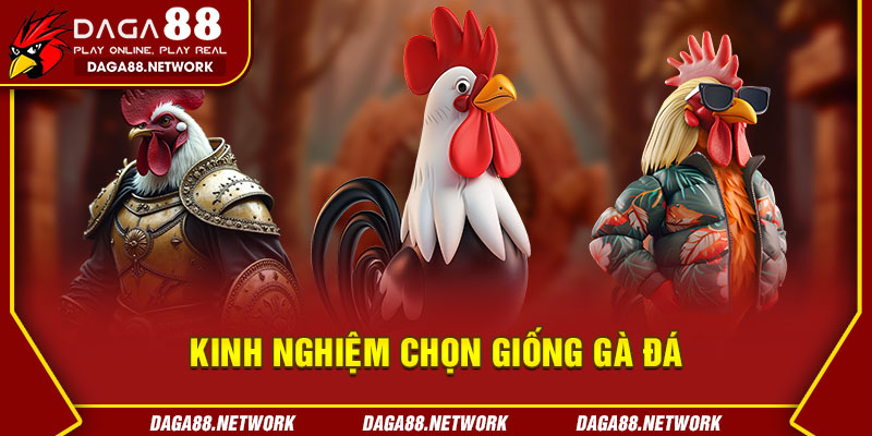  Kinh Nghiệm Chọn Giống Gà Đá