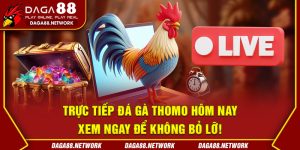 Trực Tiếp Đá Gà Thomo Hôm Nay - Xem Ngay Để Không Bỏ Lỡ!