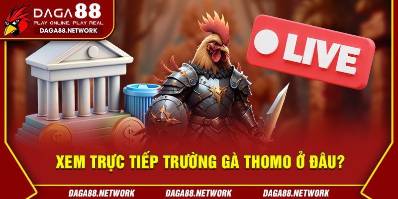 Xem Trực Tiếp Trường Gà Thomo Ở Đâu?